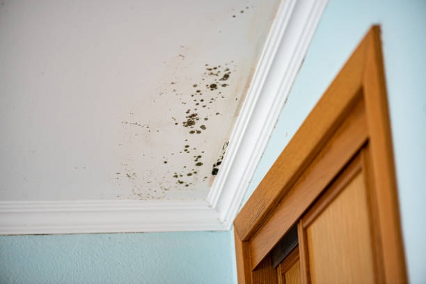 Best Post-Flood Mold Remediation in Antigo, WI