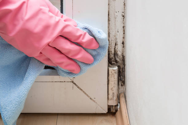 Best DIY Mold Remediation Support Services in Antigo, WI